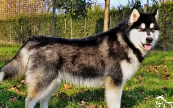 Cuccioli Alaskan Malamute – allevamento trentennale | Foto 1