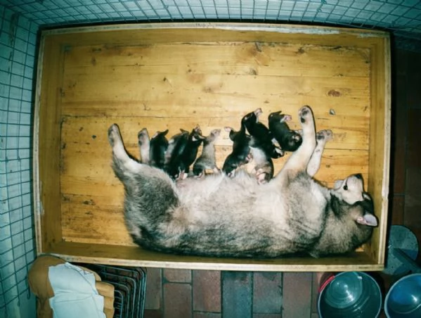 Cuccioli Alaskan Malamute – allevamento trentennale | Foto 0