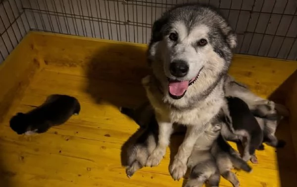 Cuccioli Alaskan Malamute – allevamento trentennale