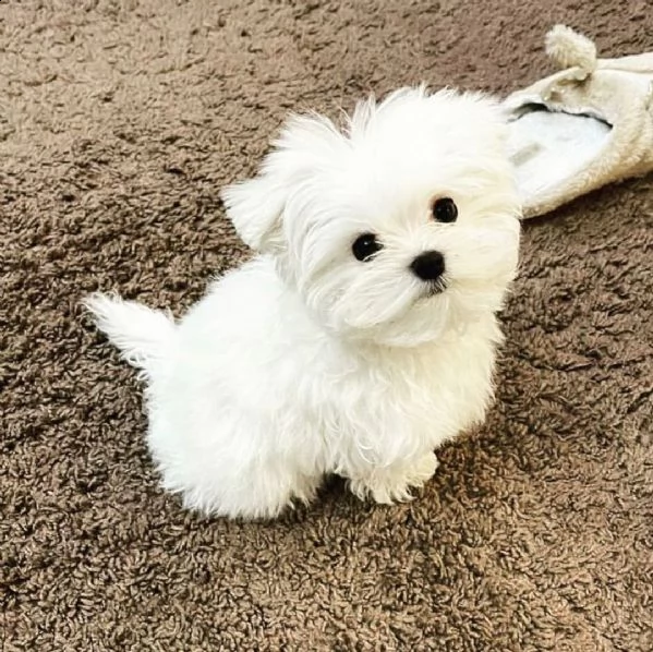 regalo  maltese mini toy | Foto 0