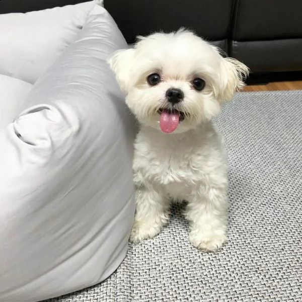 regalo preziosi maltes||||||||||