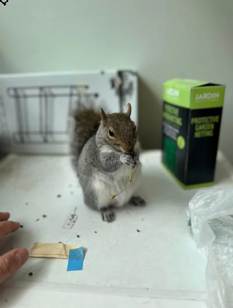 scoiattolo prezioso in vendita