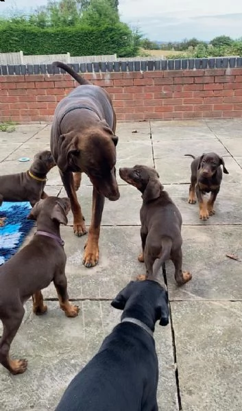 regalo adorabili cuccioli  dobermann  femminucce e maschietti  gratuita