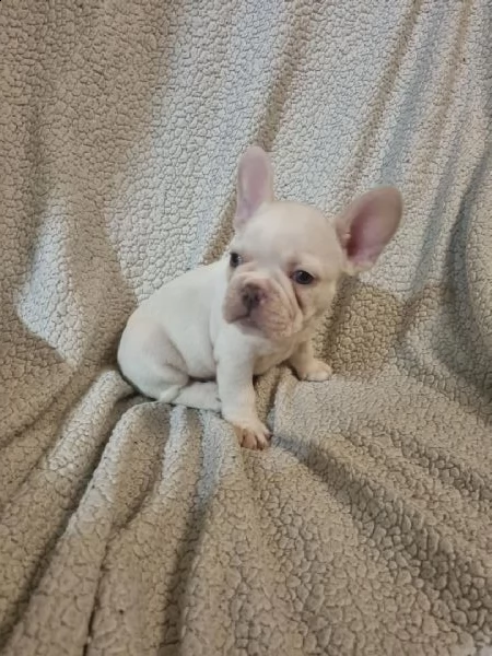 regalo cuccioli di bulldog frances 