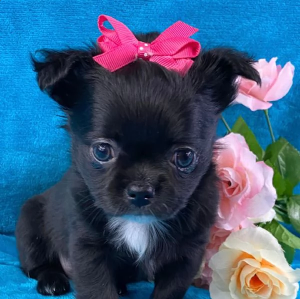  regalo cuccioli di chihuahua mini toy