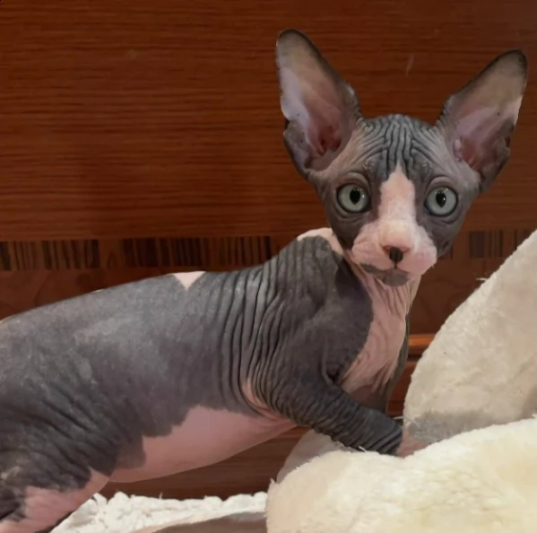 dolce amico gatto sphynx