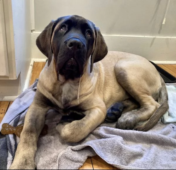 bellissimi cuccioli di mastino inglese