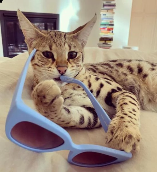 gattini savannah purosangue