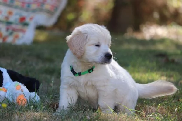 cuccioli di golden retriever!!