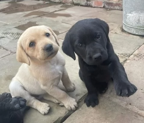 cuccioli di labrador