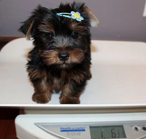 vendo 2 cuccioli di yorkshire terrier