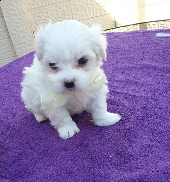 vendo bellissimi cuccioli di maltese