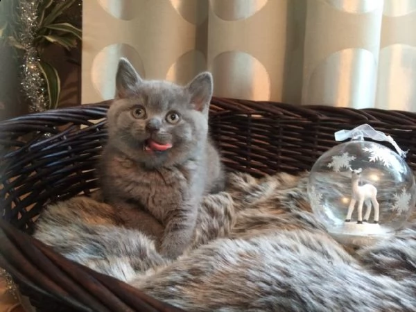 disponibili gattini british shorthair