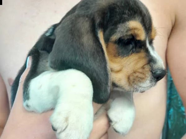 cuccioli di beagle | Foto 4