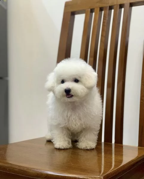 cuccioli di barboncina!!