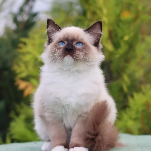 !!!gattini ragdoll allevati in casa