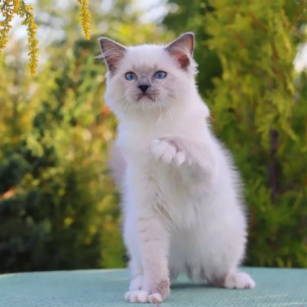 ***gattini ragdoll allevati in casa***
