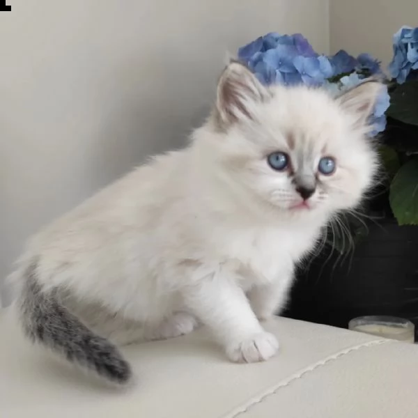 >>>gattini ragdoll allevati in casa