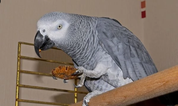 disponibile pappagalli cenerini  | Foto 0
