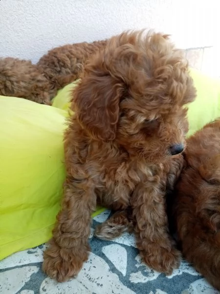 cuccioli di barboncino nati e cresciuti in casa hanno 53 giorni e sono fulvi | Foto 4