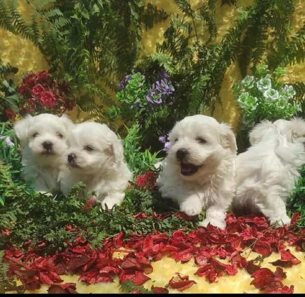 disponibili bellissimi cuccioli di maltese cuccioli di mini maltese nati in italia
