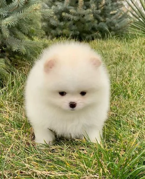 regala cuccioli di pomerania  femmine in adozione<<< | Foto 0
