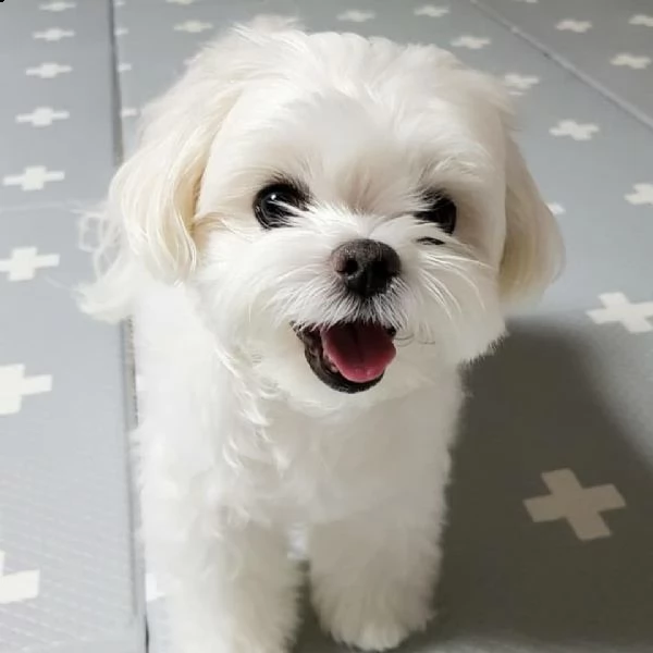 regalo di famiglia per cuccioli di maltese disponibile contattaci ora