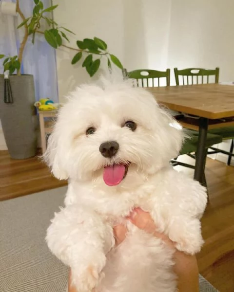 cuccioli di maltese allevati in casa disponibili per l'adozione