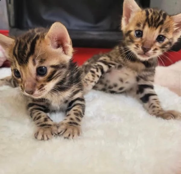 gattini bengala maschio e femmina