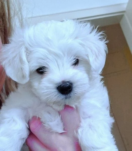 fantastici cuccioli di maltese t-cup disponibile regalo di famiglia