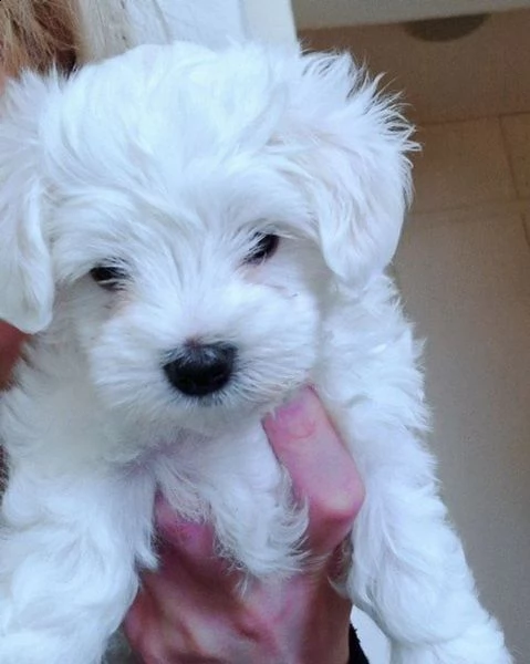 cucciolo maltese di pedigree inestimabile pronto per l'adozione!