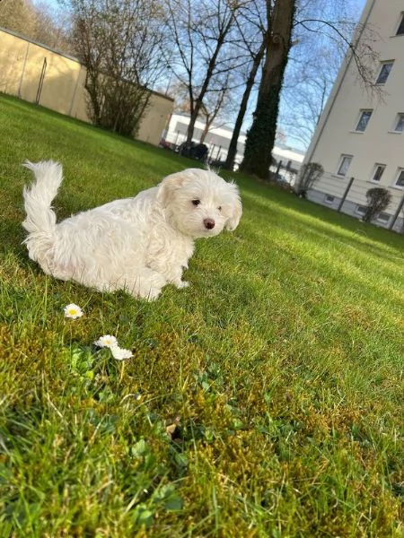 cuccioli maltesi super adorabili pronti per ogni nuova famiglia