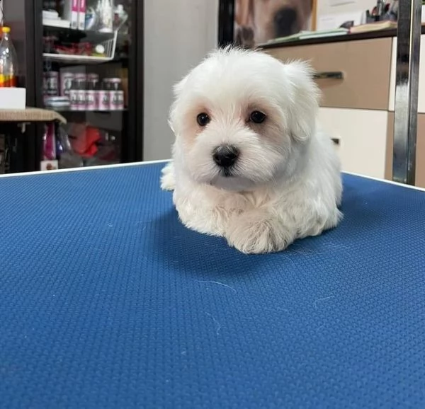 cuccioli maltesi molto dolci e affascinanti pronti per partire