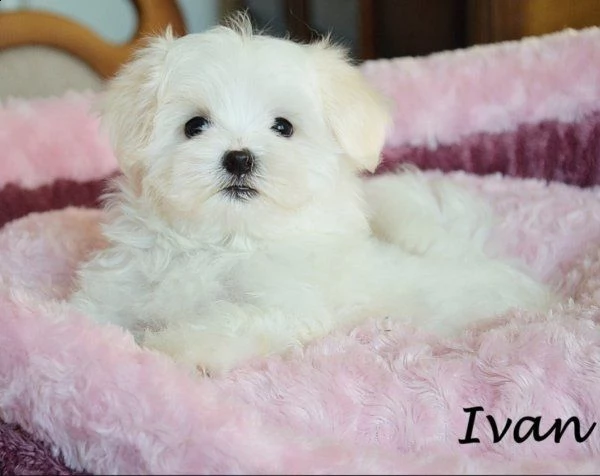cuccioli maltesi intelligenti ** gratis ** adozione