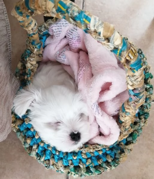 cuccioli estivi pronti per una nuova famiglia