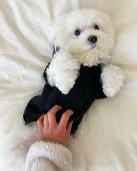 eccezionali cuccioli di maltese akc maschio e femmina pronti per l'adozione