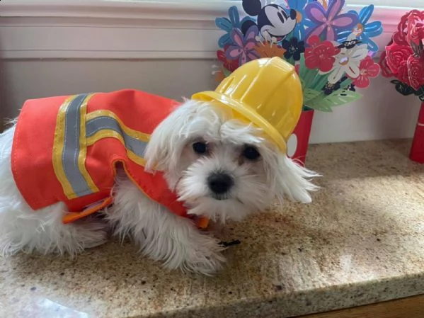 maltese bianco puro pronto per la nuova casa