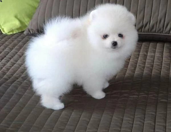 regalo  maltese mini toy