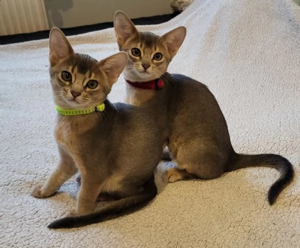 purebred abyssinian kitty for breeding (wcf)