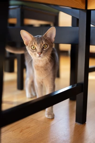 purebred abyssinian kitty for breeding (wcf) | Foto 5