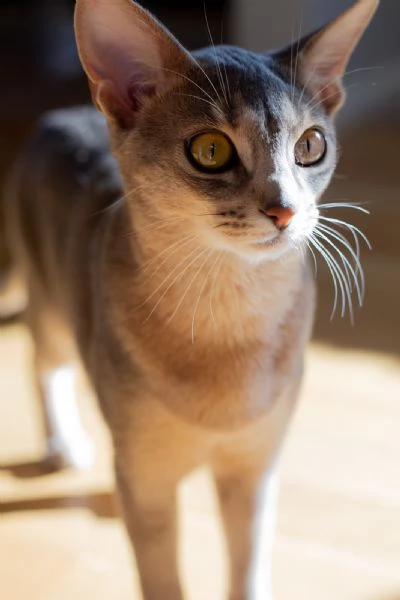 purebred abyssinian kitty for breeding (wcf) | Foto 3