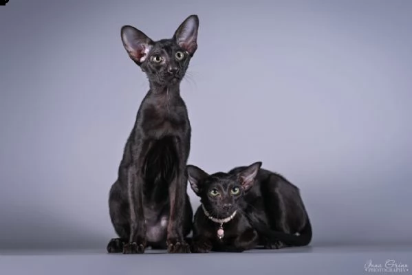 stunning pure black oriental pet (wcf) | Foto 4