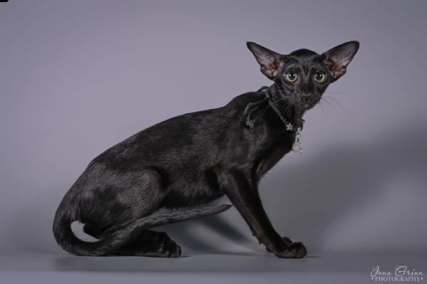 stunning pure black oriental pet (wcf) | Foto 0