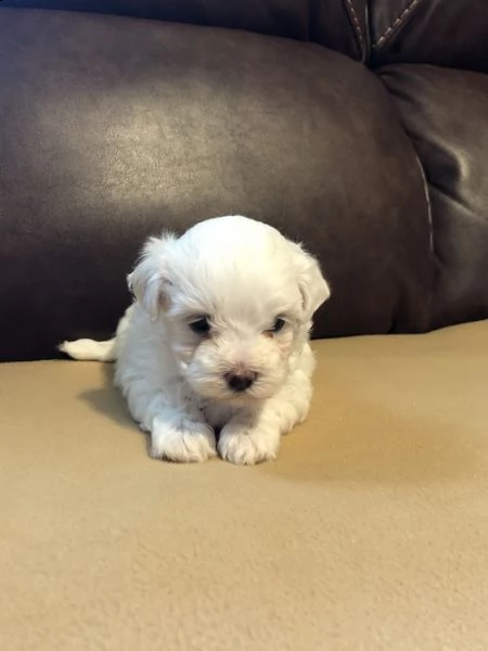 adorabili cuccioli  west highland terrier bianco  femminucce e maschietti disponibili