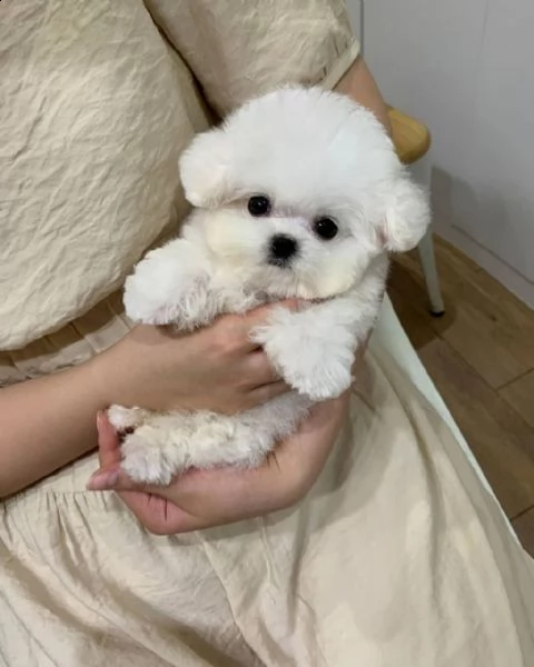  regalo barboncino cuccioli