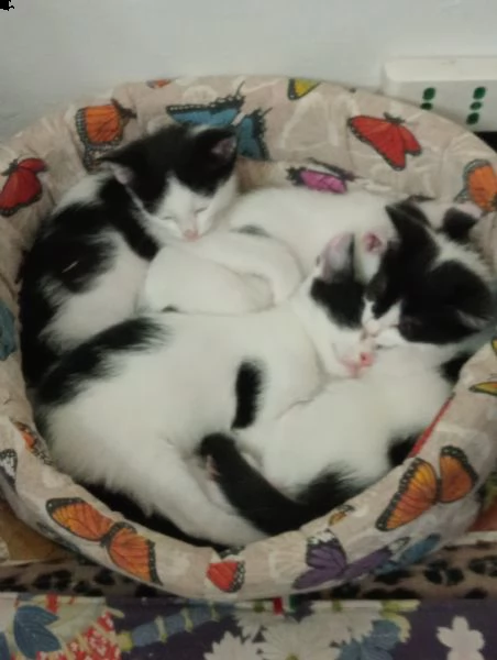 gattini in adozione