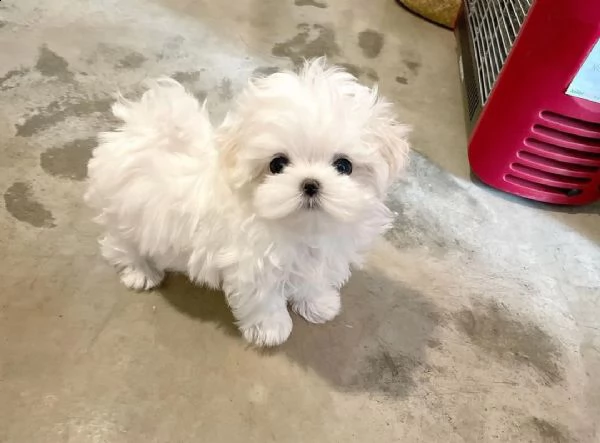regalo  maltese mini toy