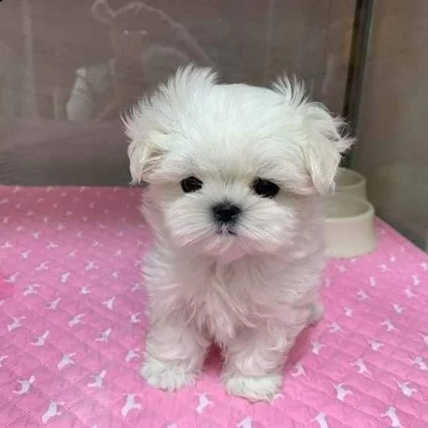 maltesi cuccioli tutti bianchi | Foto 0