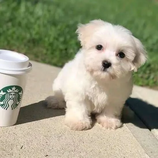 maltesi cuccioli tutti bianchi!