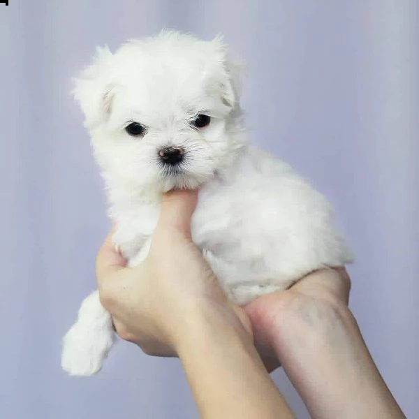 maltese mini toy!!!